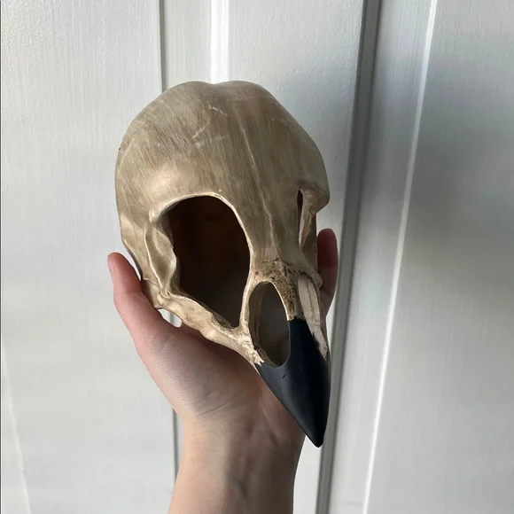 Decorative Vulture Skull with Black Beak Halloween Spooky Academia Decor - Picture 2 of 5
